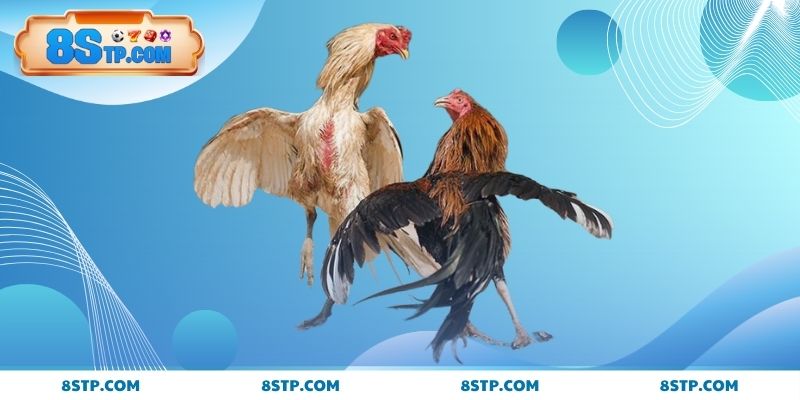 Bật mí mẹo chọn gà đá Thomo từ sư kê hàng đầu