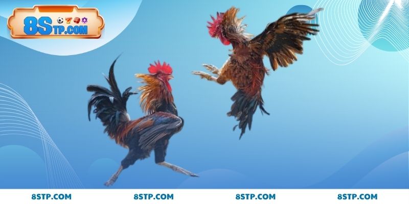 Xem tướng chuẩn qua đá vỉa